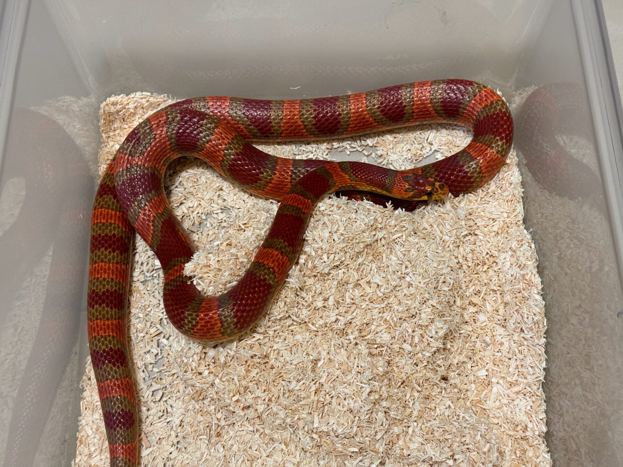 帝王奶玉het白化 - 母:圖片 2