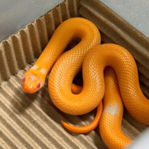 高階白化無紋帝奶-公