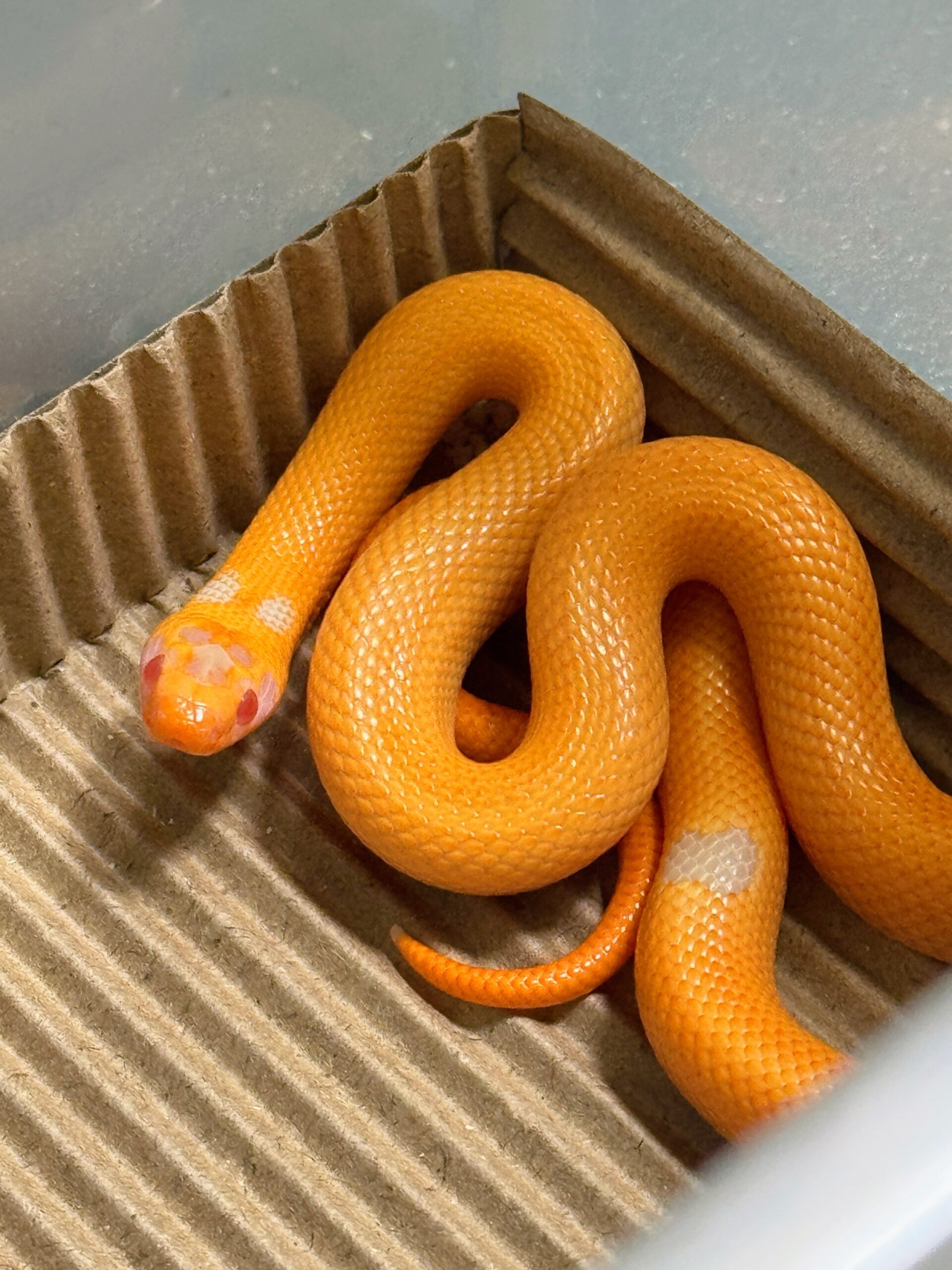 高階白化無紋帝奶-公