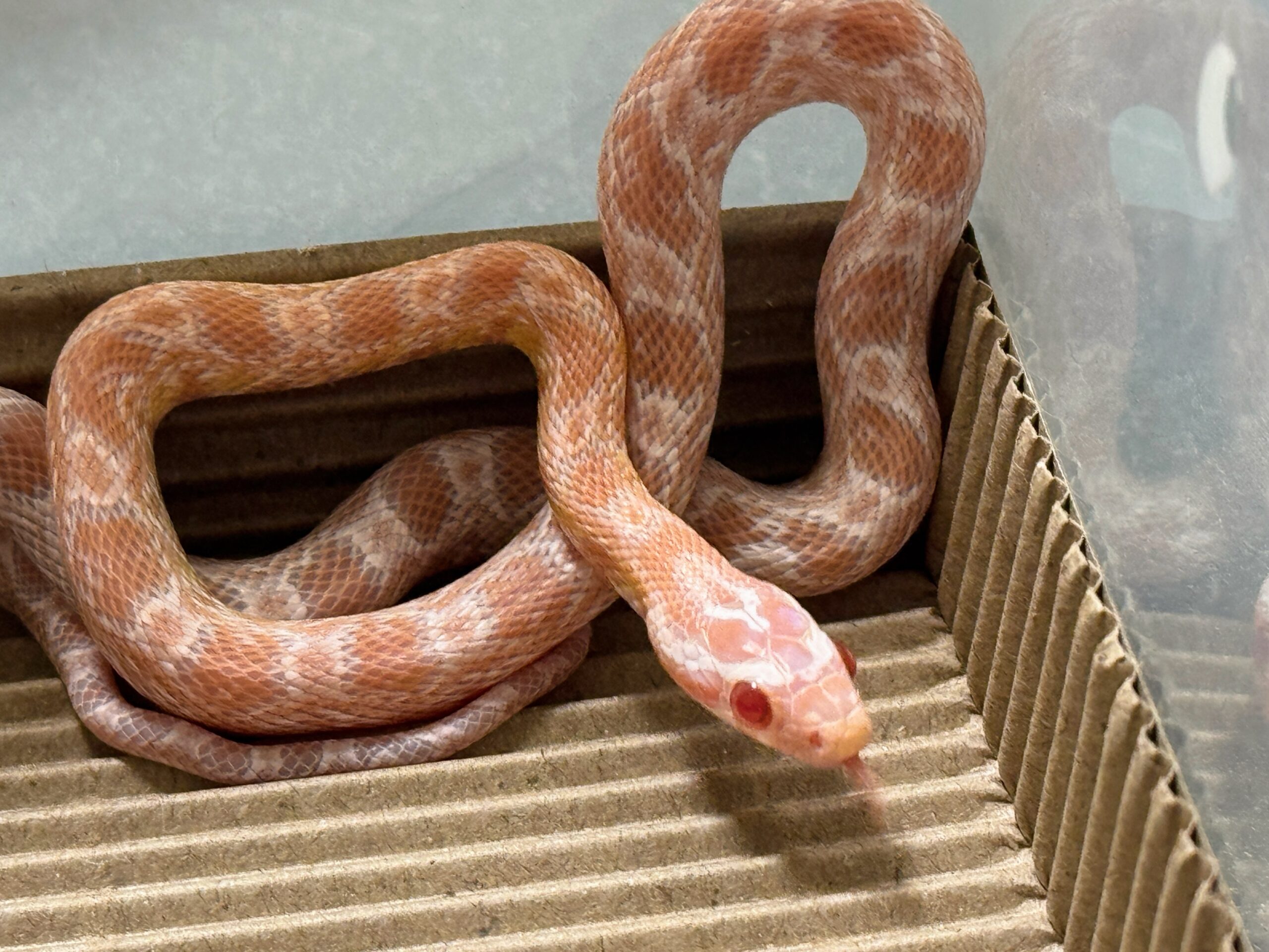 鮭魚雪白玉米蛇-母:圖片 4