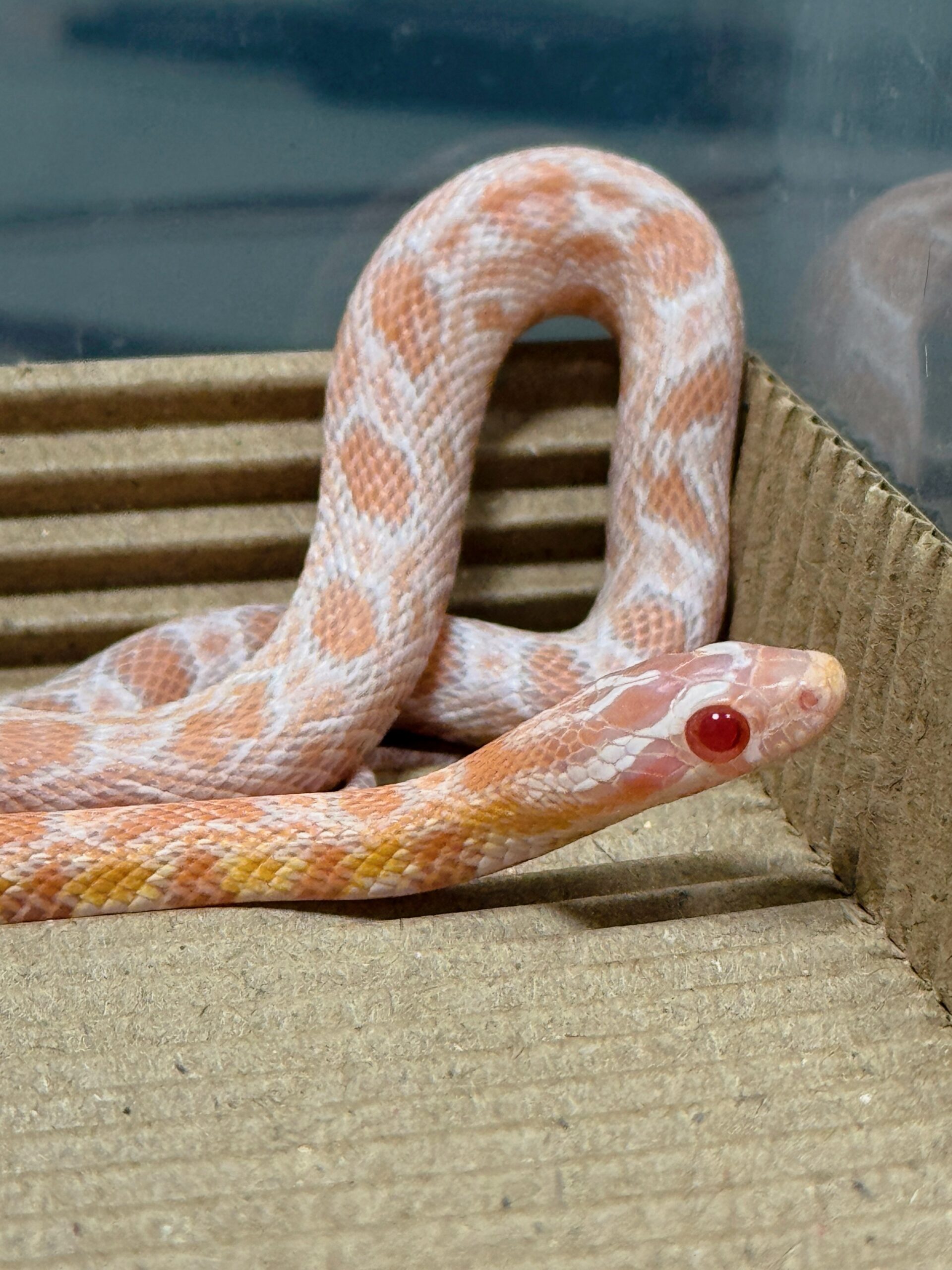 鮭魚雪白玉米蛇-母:圖片 3