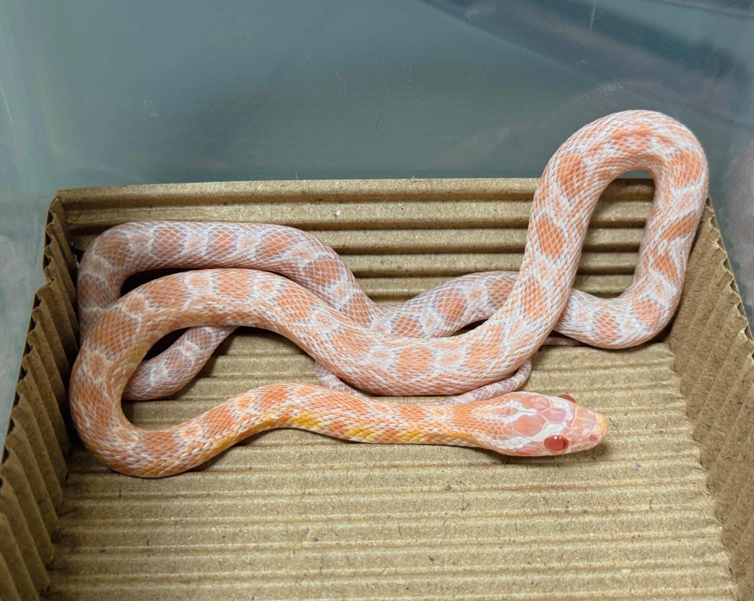 鮭魚雪白玉米蛇-母:圖片 5