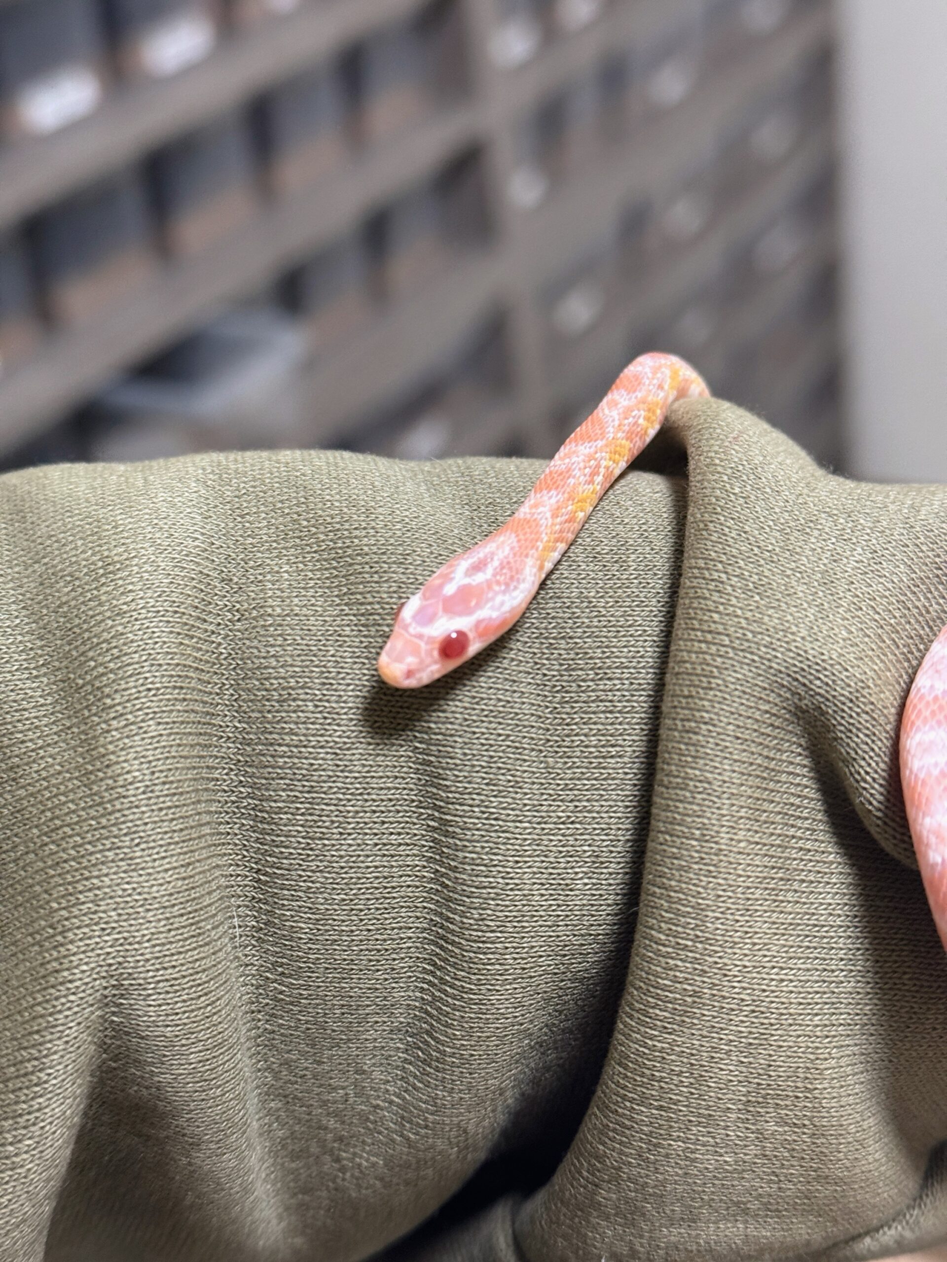 鮭魚雪白玉米蛇-母:圖片 2