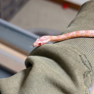 鮭魚雪白玉米蛇-母