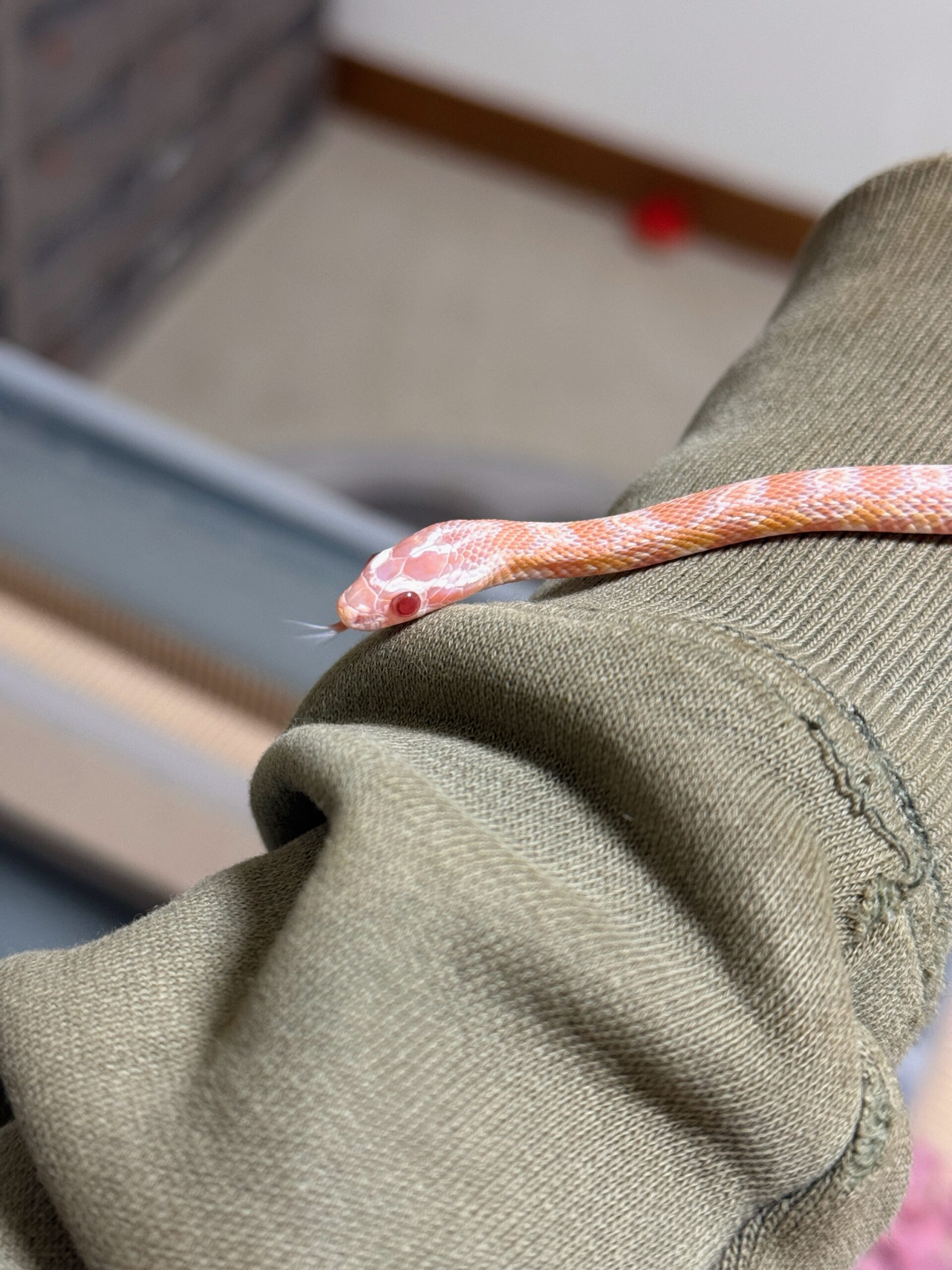 鮭魚雪白玉米蛇-母