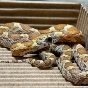 蜂蜜玉米蛇 - 母