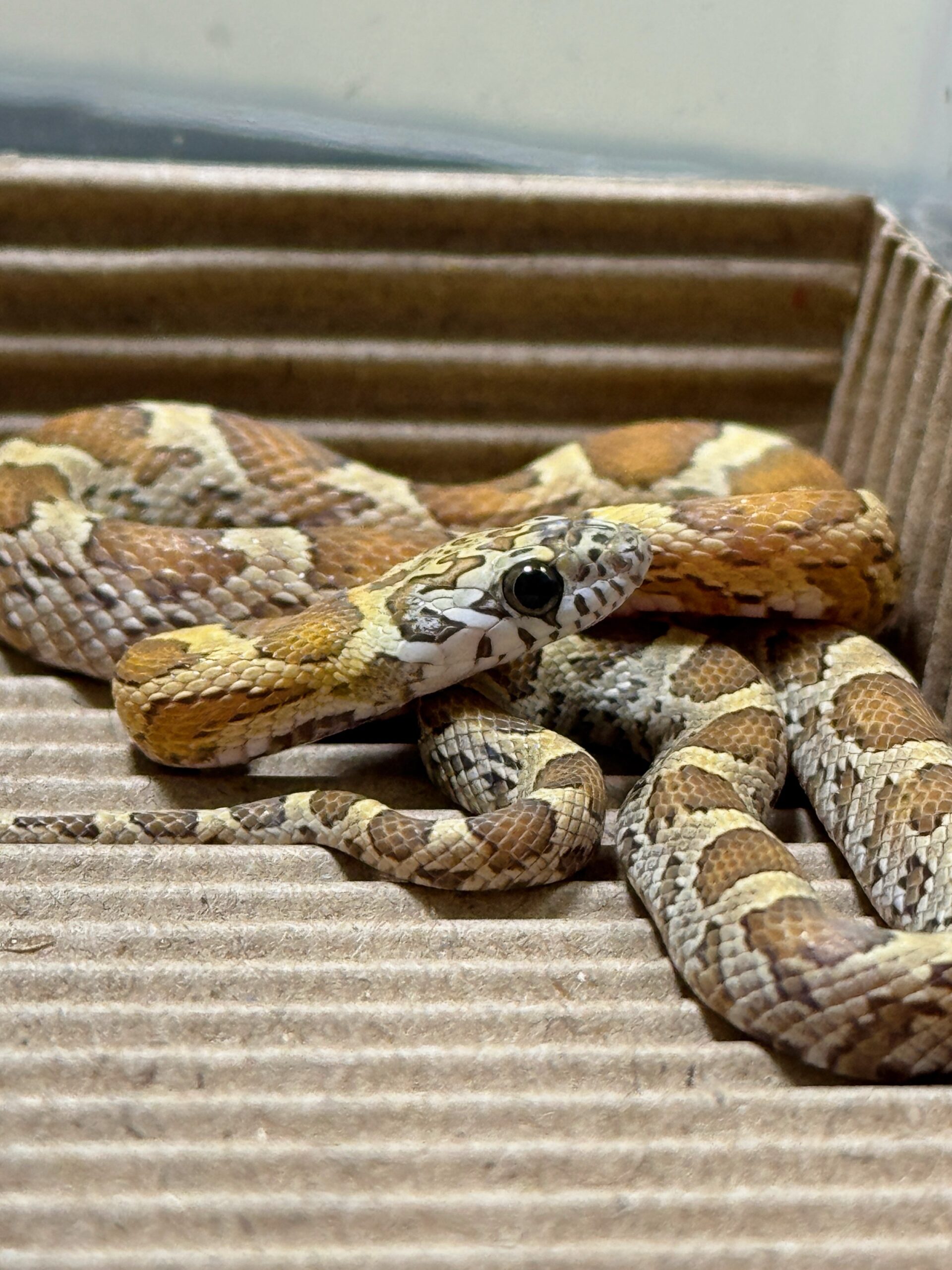 蜂蜜玉米蛇 - 母