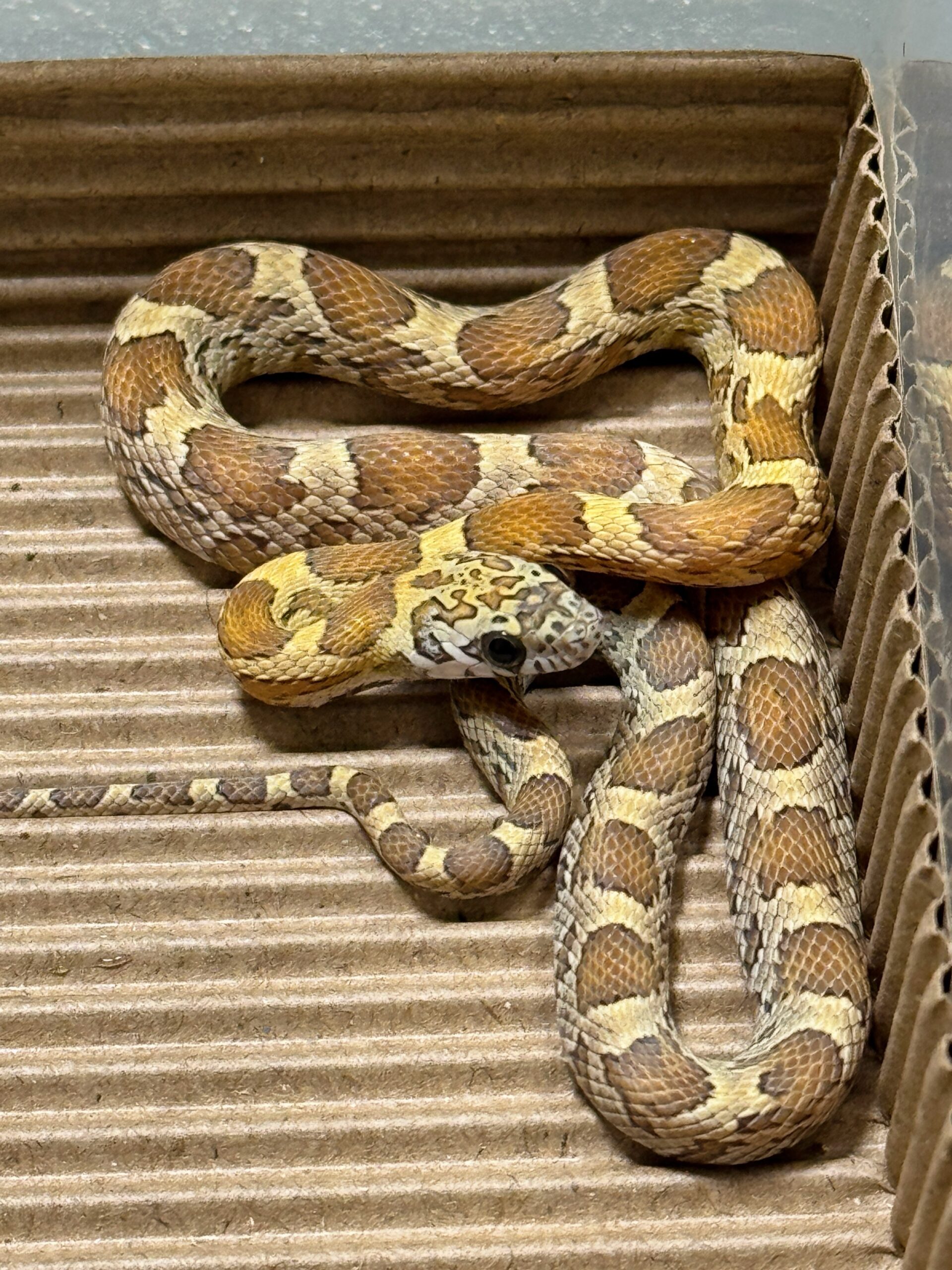 蜂蜜玉米蛇 - 母:圖片 3