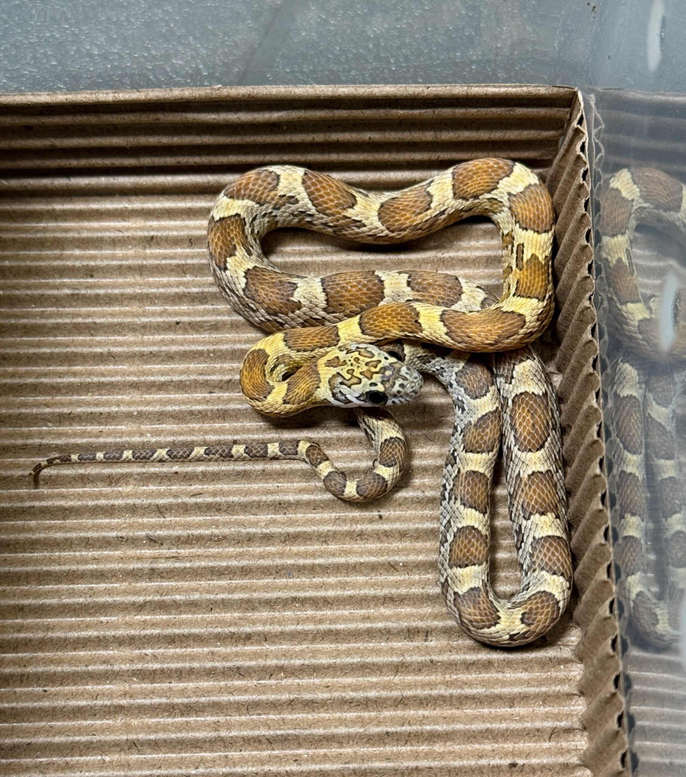 蜂蜜玉米蛇 - 母:圖片 2