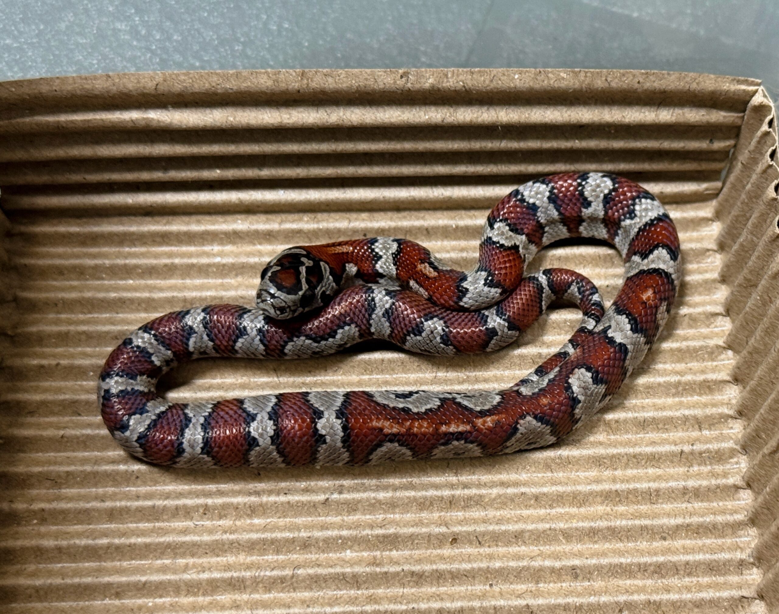 聖路易王蛇 - 母 (ng):圖片 3