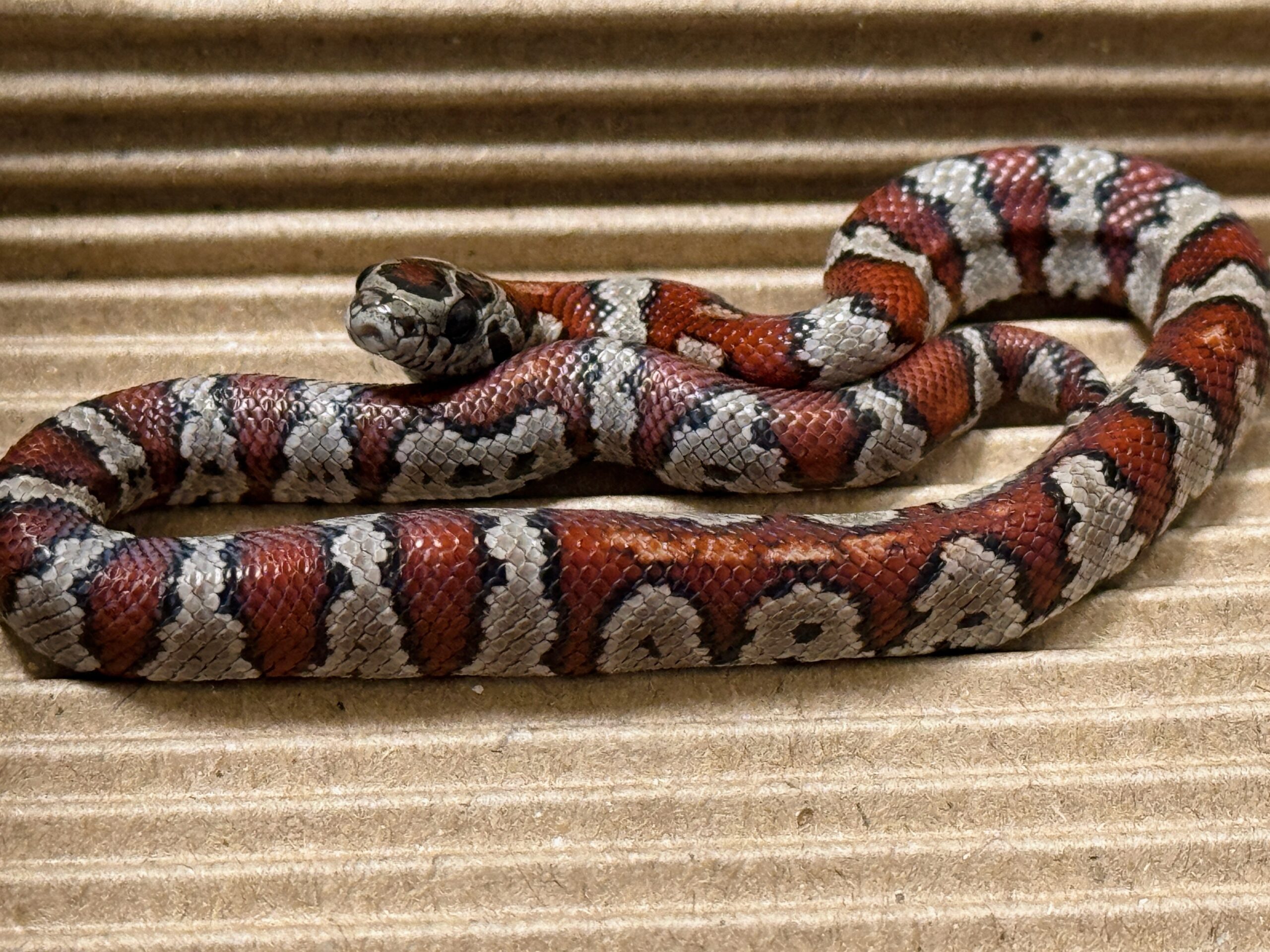 聖路易王蛇 - 母 (ng):圖片 4