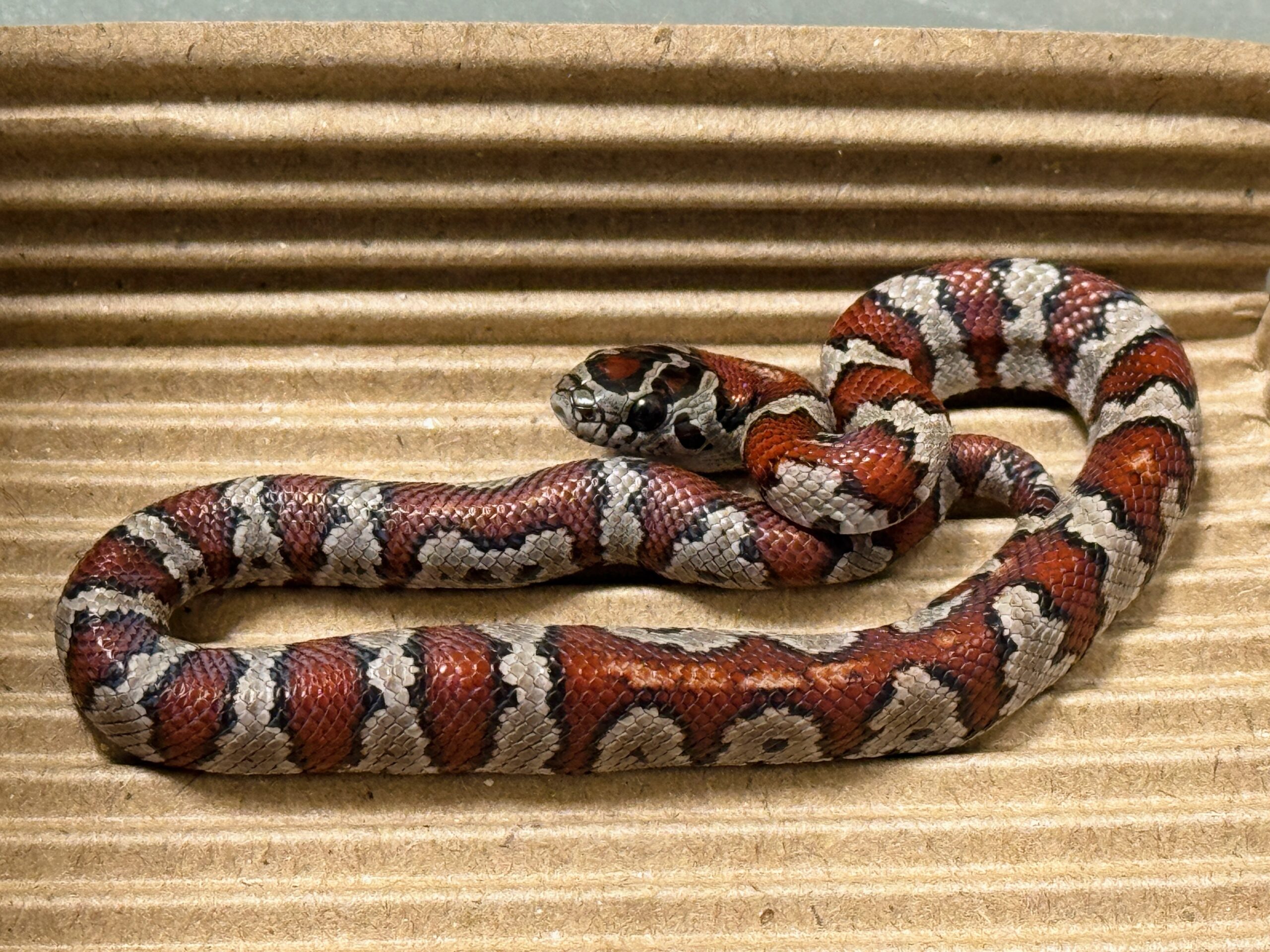 聖路易王蛇 - 母 (ng):圖片 2