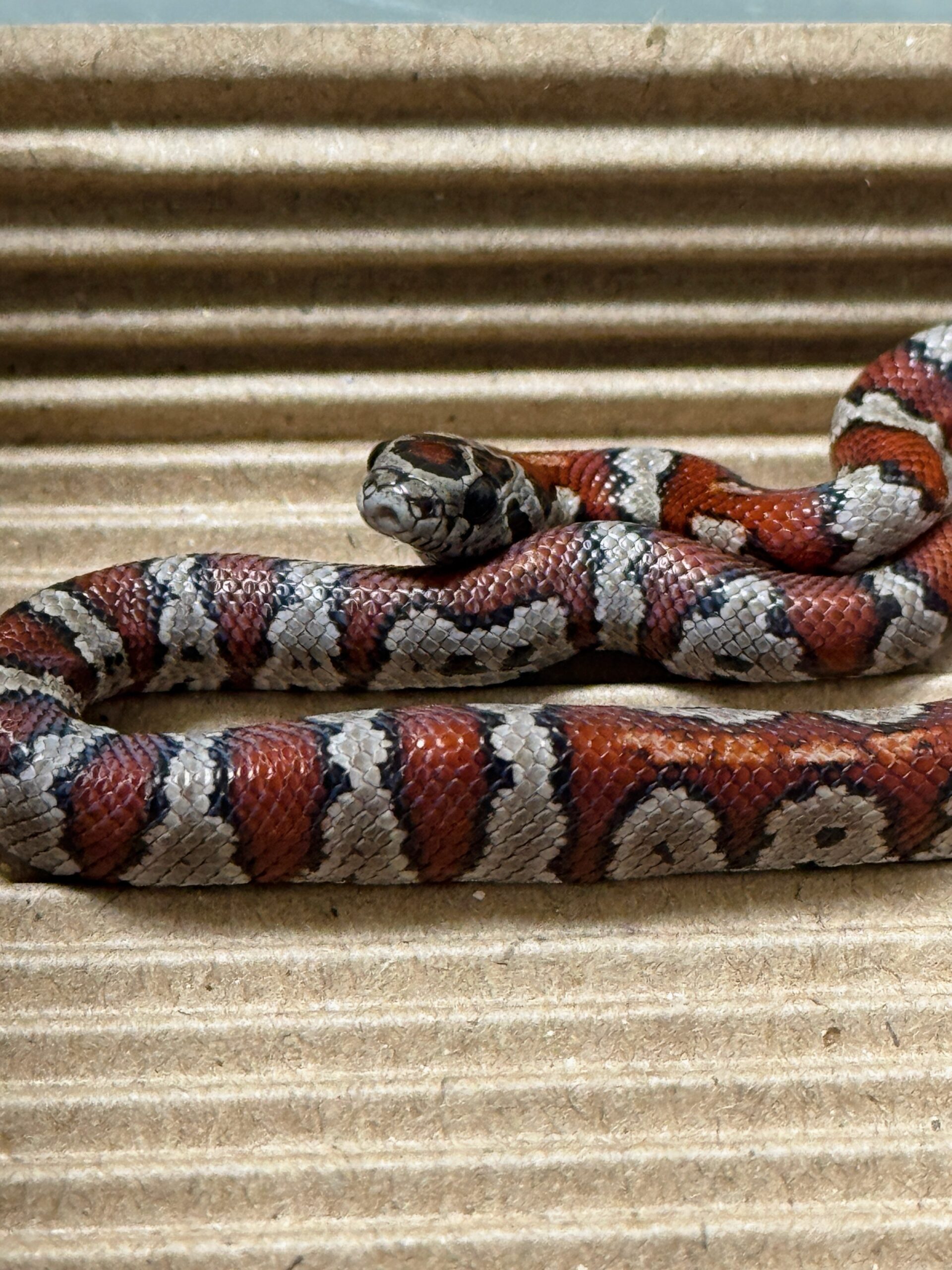 聖路易王蛇 - 母 (ng)