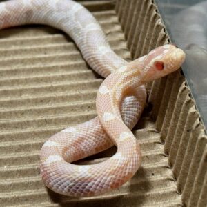 雪白玉米蛇 - 母