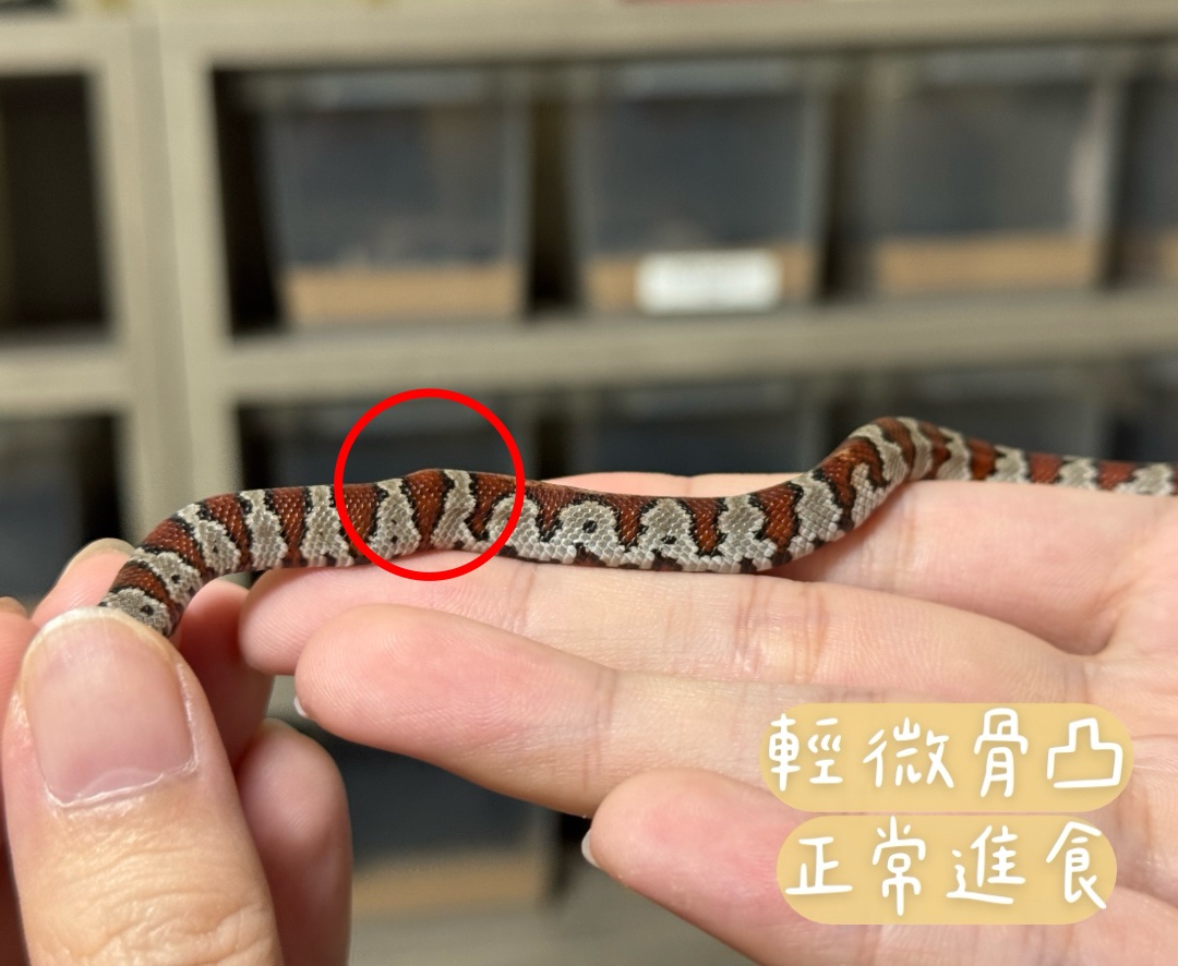 聖路易王蛇 - 母 (ng):圖片 5