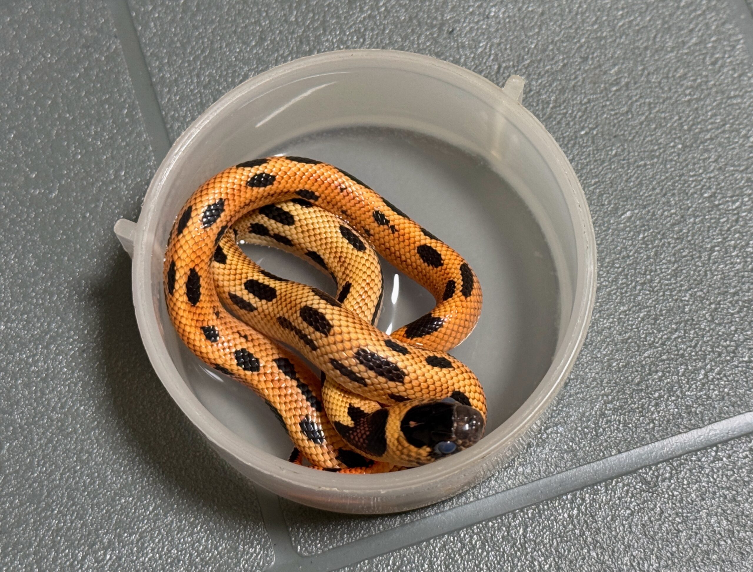 帝王奶蛇 - 公:圖片 2