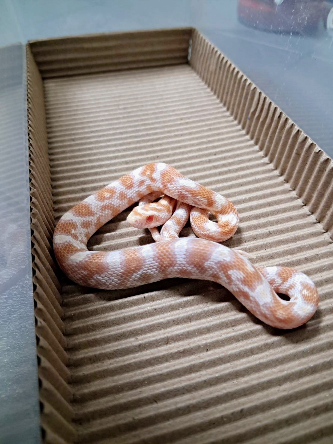 奶油玉米蛇 - 公:圖片 2