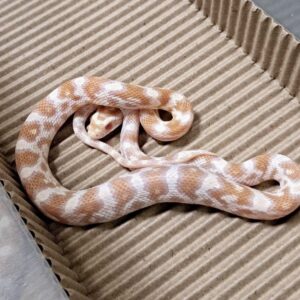 奶油玉米蛇 - 公