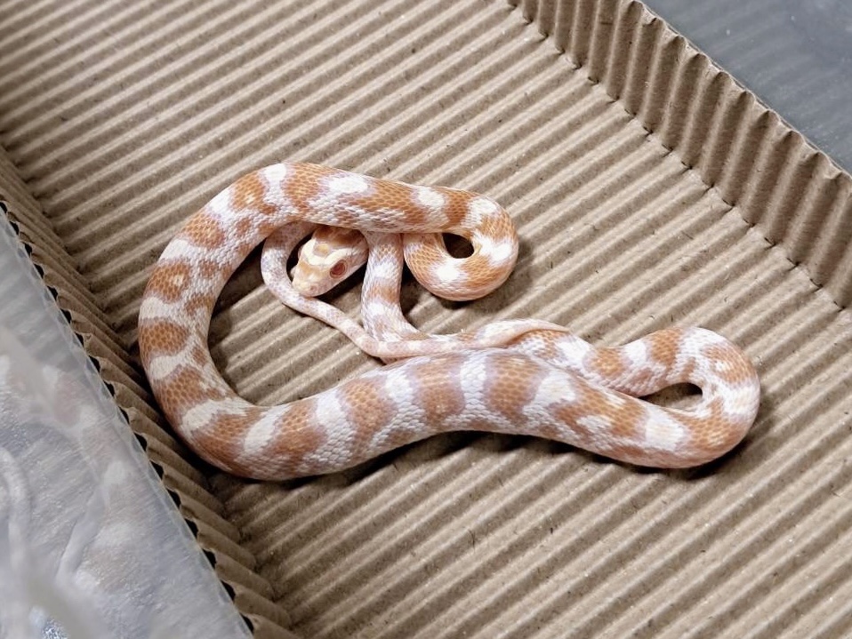 奶油玉米蛇 - 公