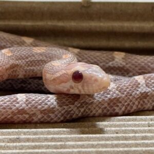 海波薰衣草玉米蛇 - 母