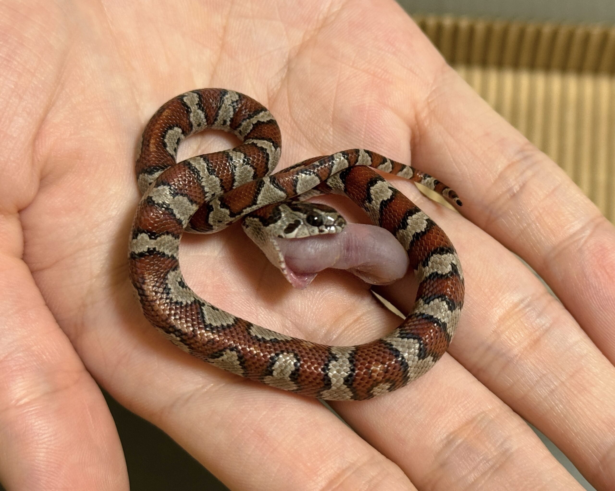 聖路易王蛇 - 母 (ng):圖片 5