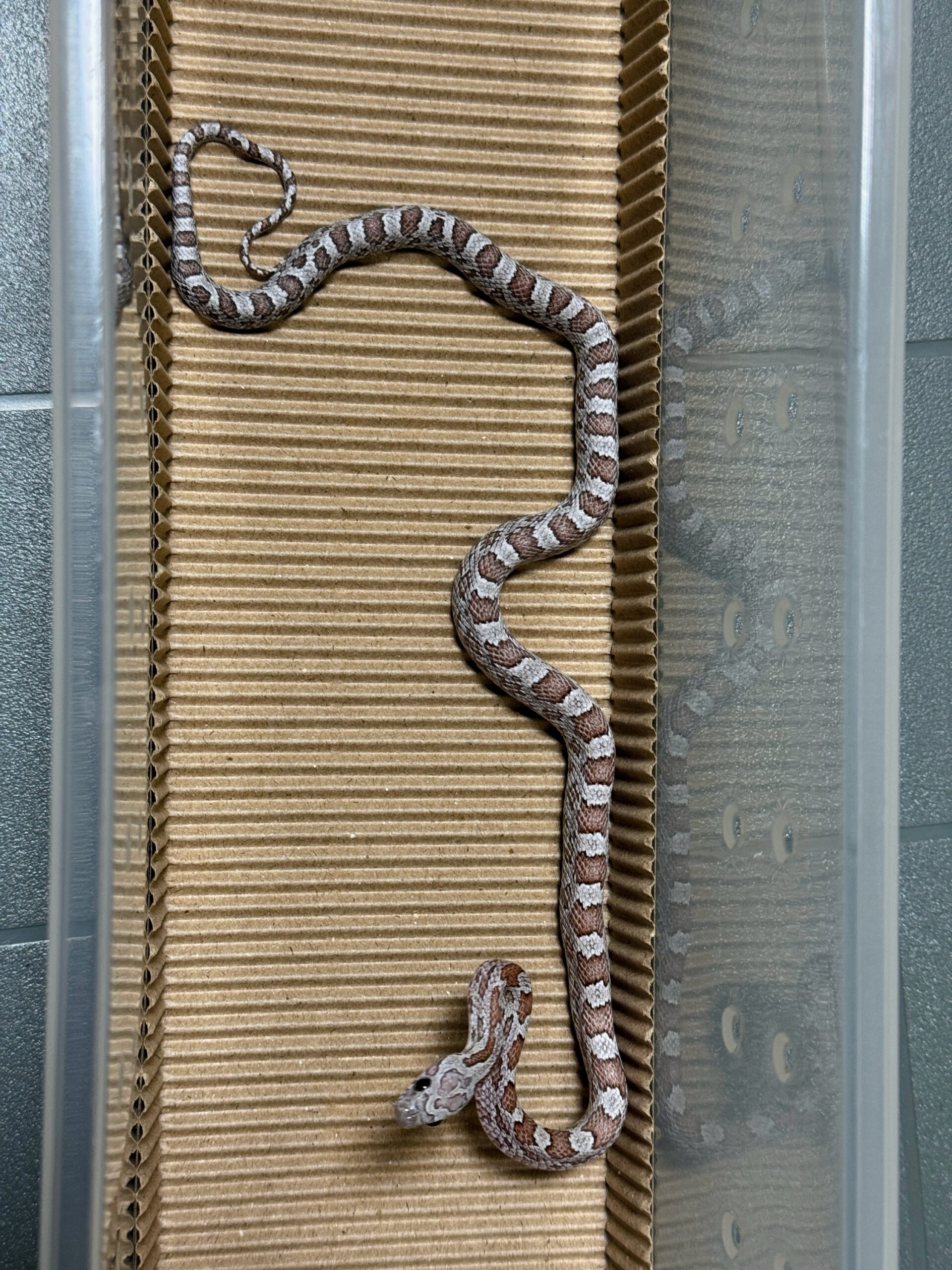 煤渣玉米蛇 - 母:圖片 3