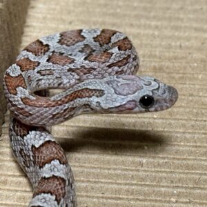 煤渣玉米蛇 - 母