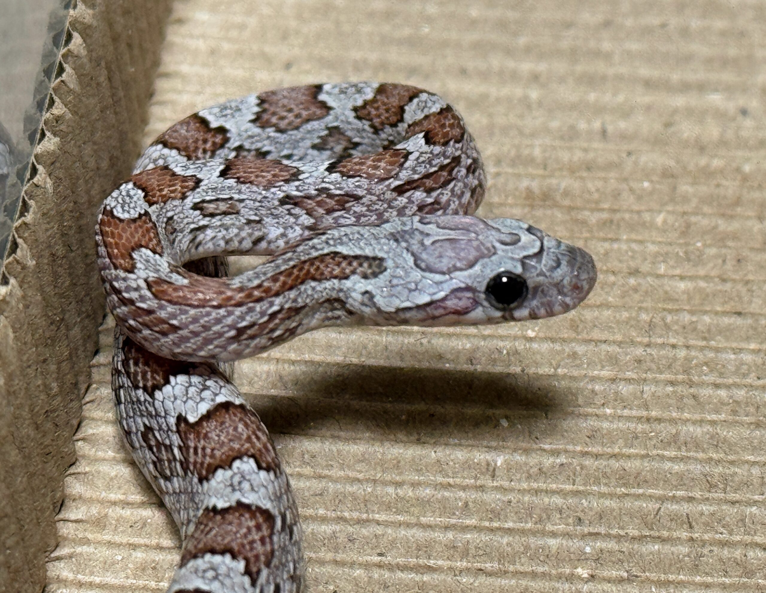 煤渣玉米蛇 - 母