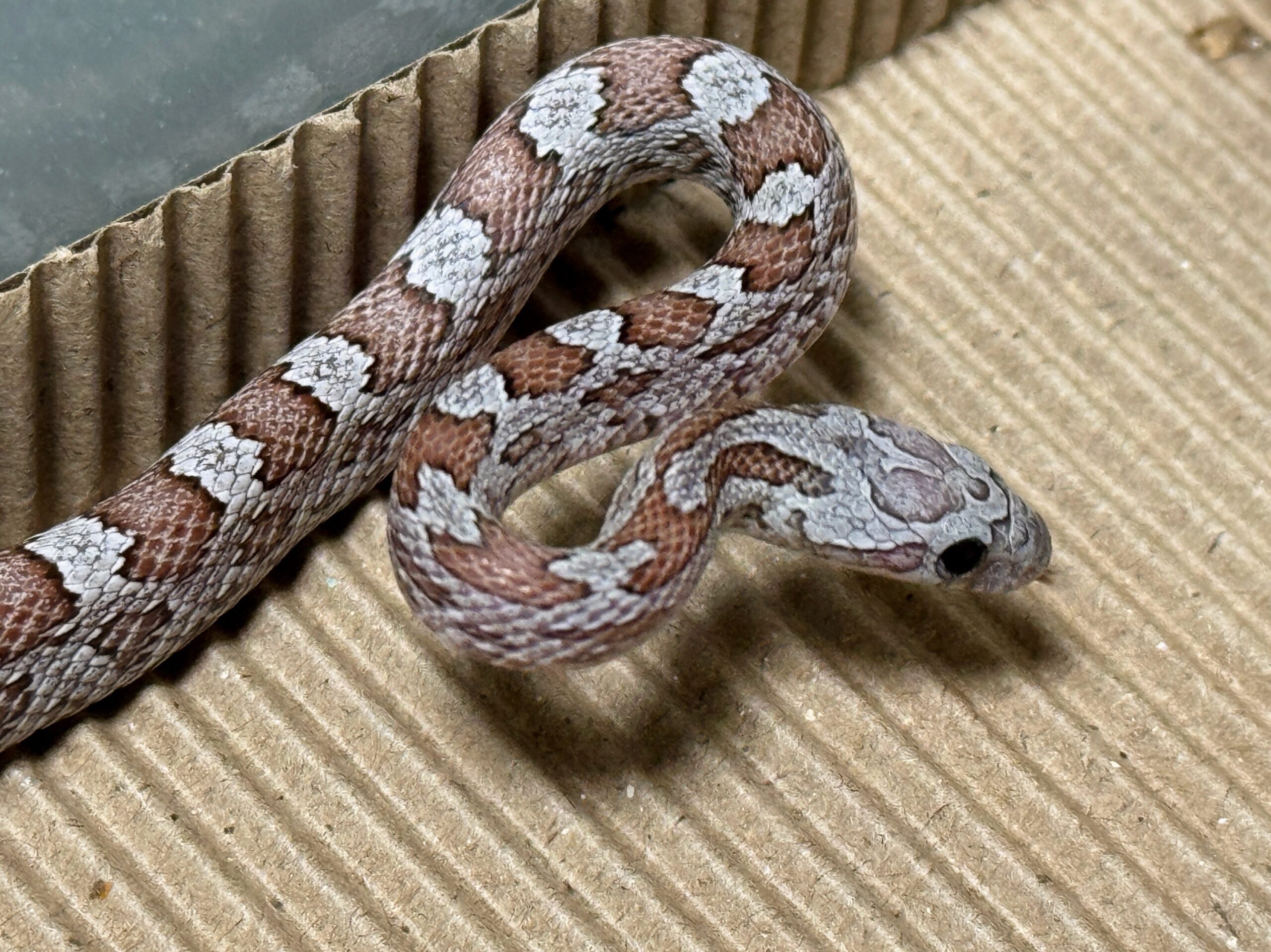 煤渣玉米蛇 - 母:圖片 2