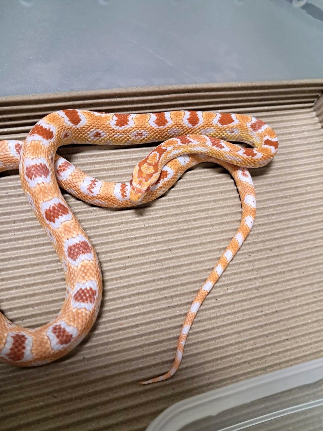 高白反歐玉米蛇 - 母:圖片 2