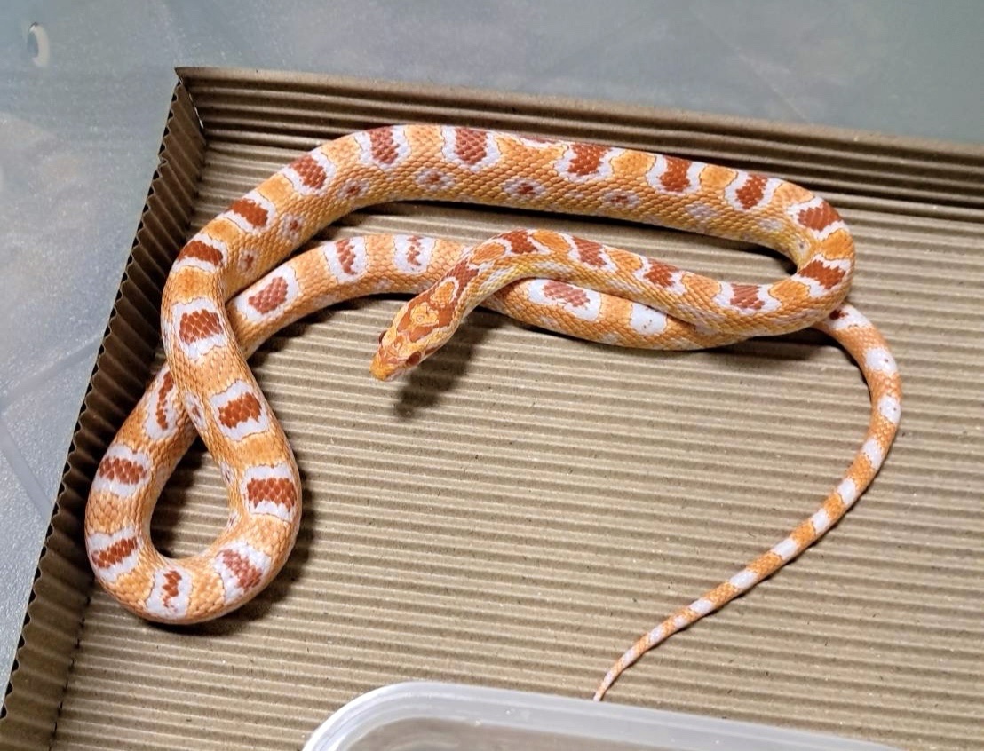 高白反歐玉米蛇 - 母:圖片 3