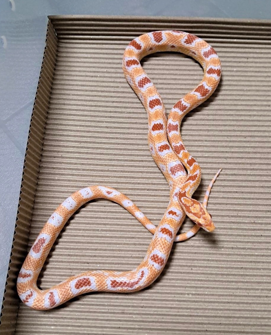 高白反歐玉米蛇 - 母:圖片 5