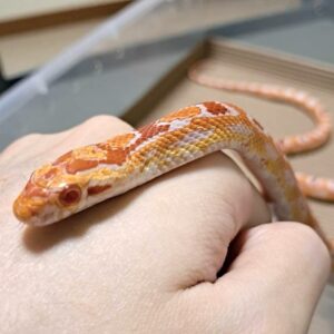 高白反歐玉米蛇 - 母