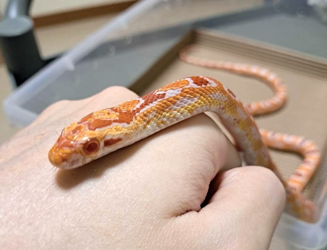 高白反歐玉米蛇 - 母