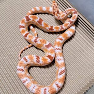 高白反歐玉米蛇 - 公(NG)