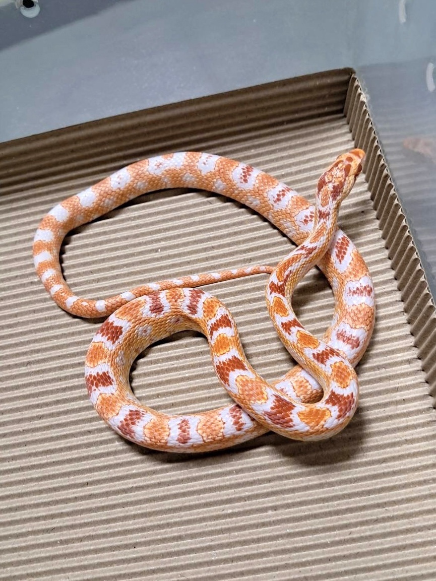 高白反歐玉米蛇 - 公(NG):圖片 2