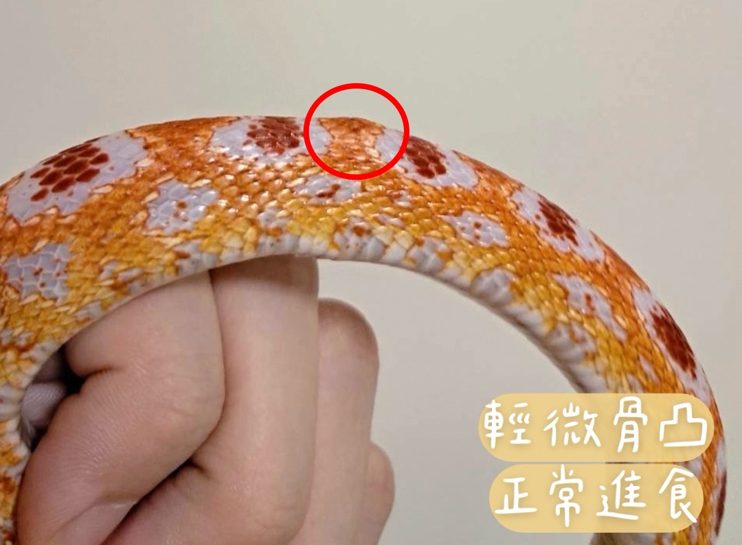 高白反歐玉米蛇 - 公(NG):圖片 3