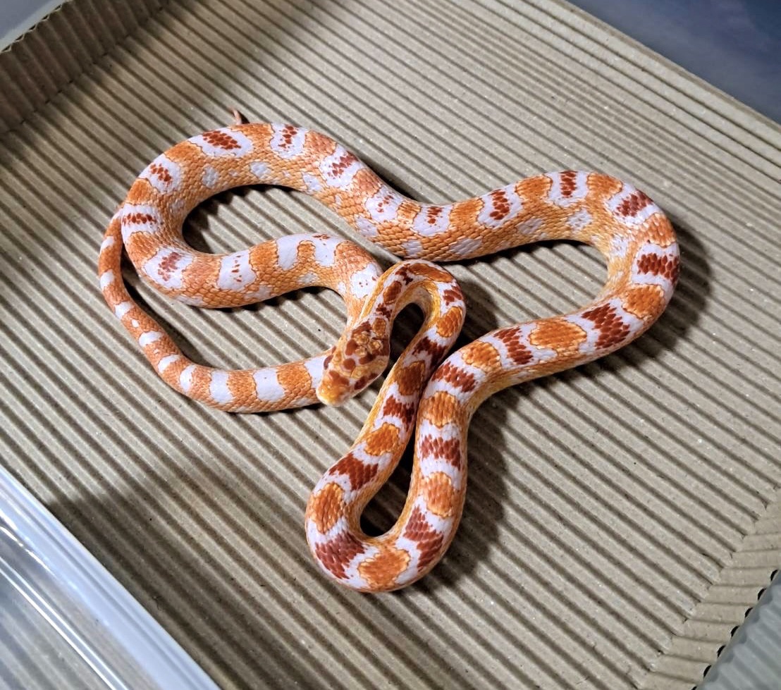 高白反歐玉米蛇 - 公(NG):圖片 4