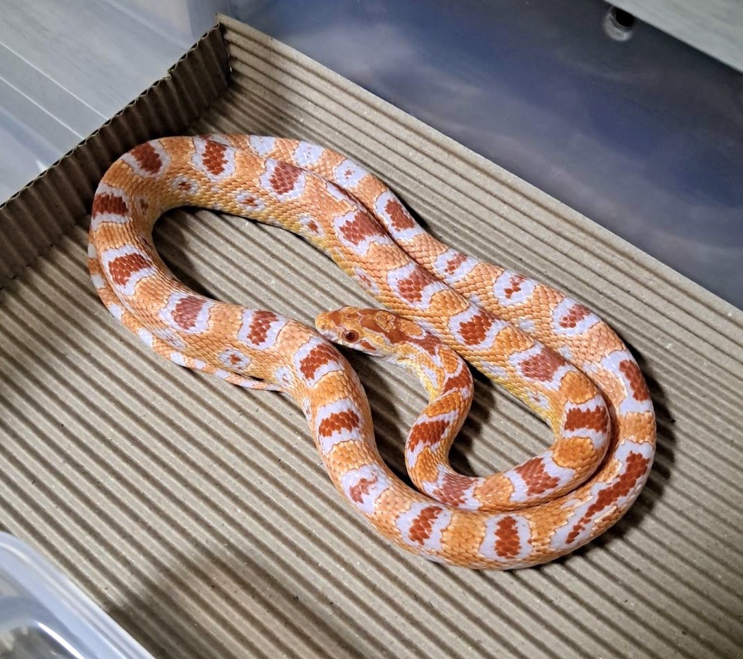 高白反歐玉米蛇 - 母:圖片 4