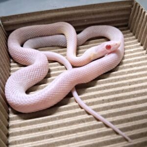 暴風雪玉米蛇 - 公