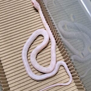 暴風雪玉米蛇 - 母