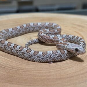 煤渣玉米蛇 - 母