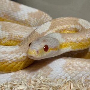 珊瑚雪白玉米蛇het太陽之吻 焦糖 - 公