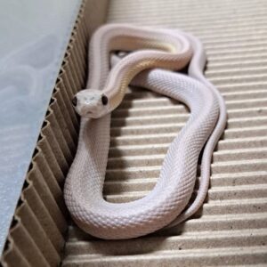 幽靈直線玉米蛇 - 公