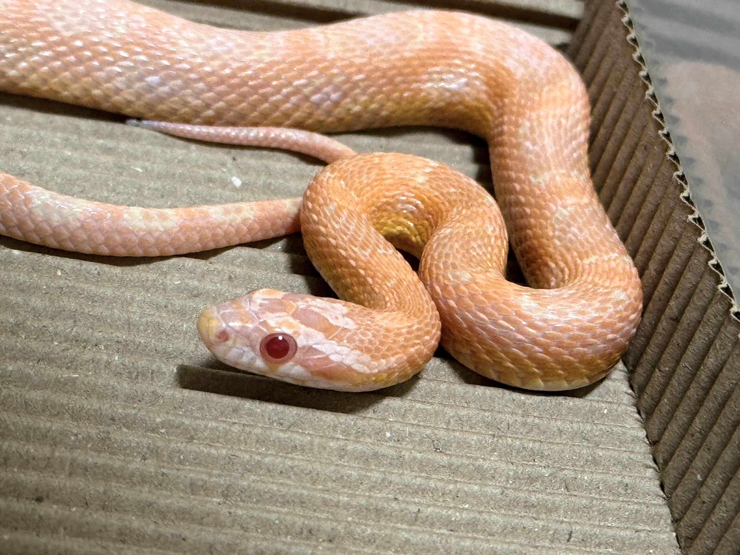 鮭魚雪白玉米蛇 - 公:圖片 2