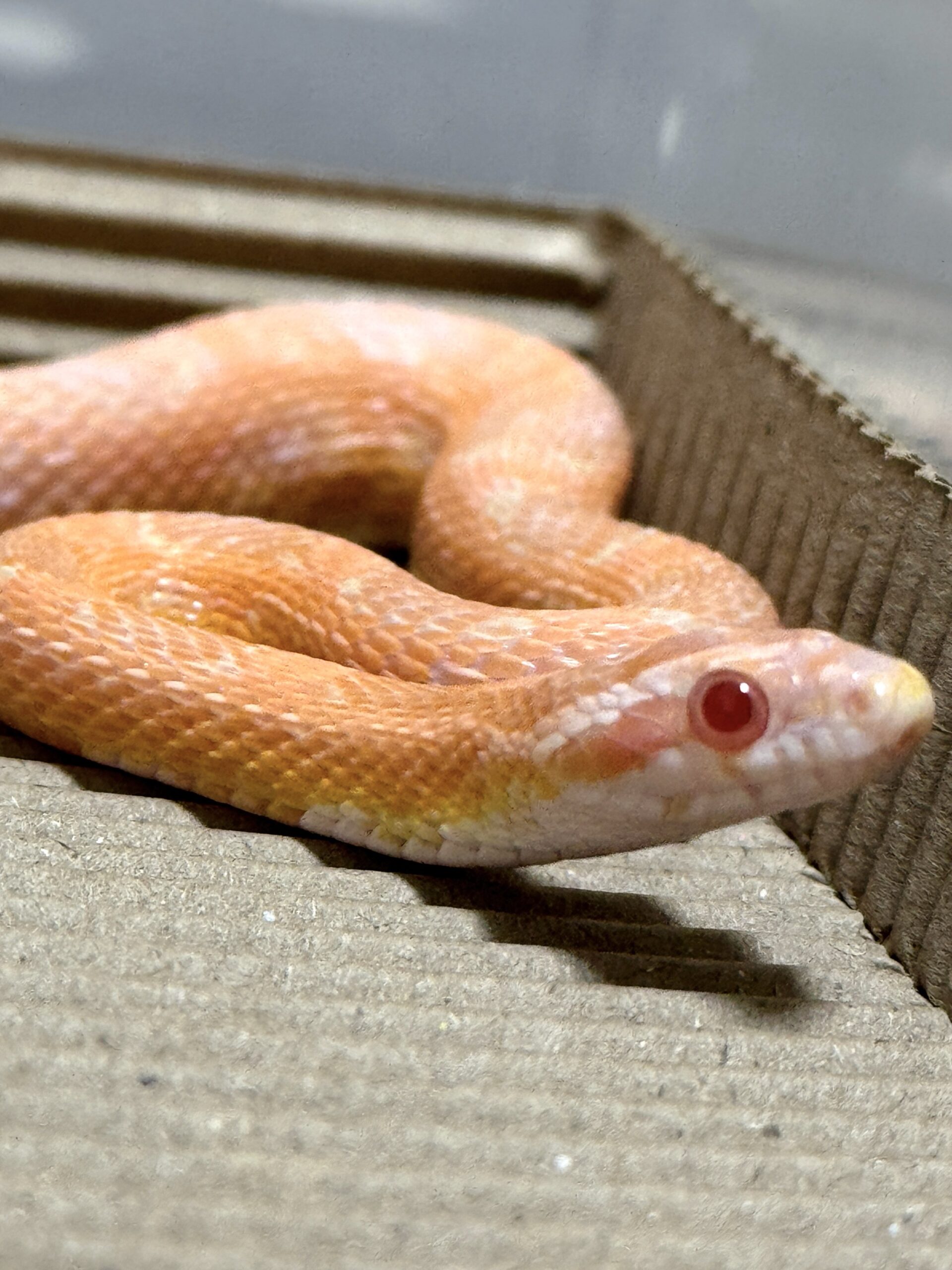 鮭魚雪白玉米蛇 - 公:圖片 3