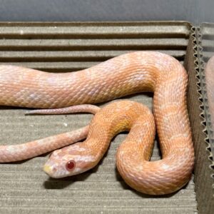 鮭魚雪白玉米蛇 - 公