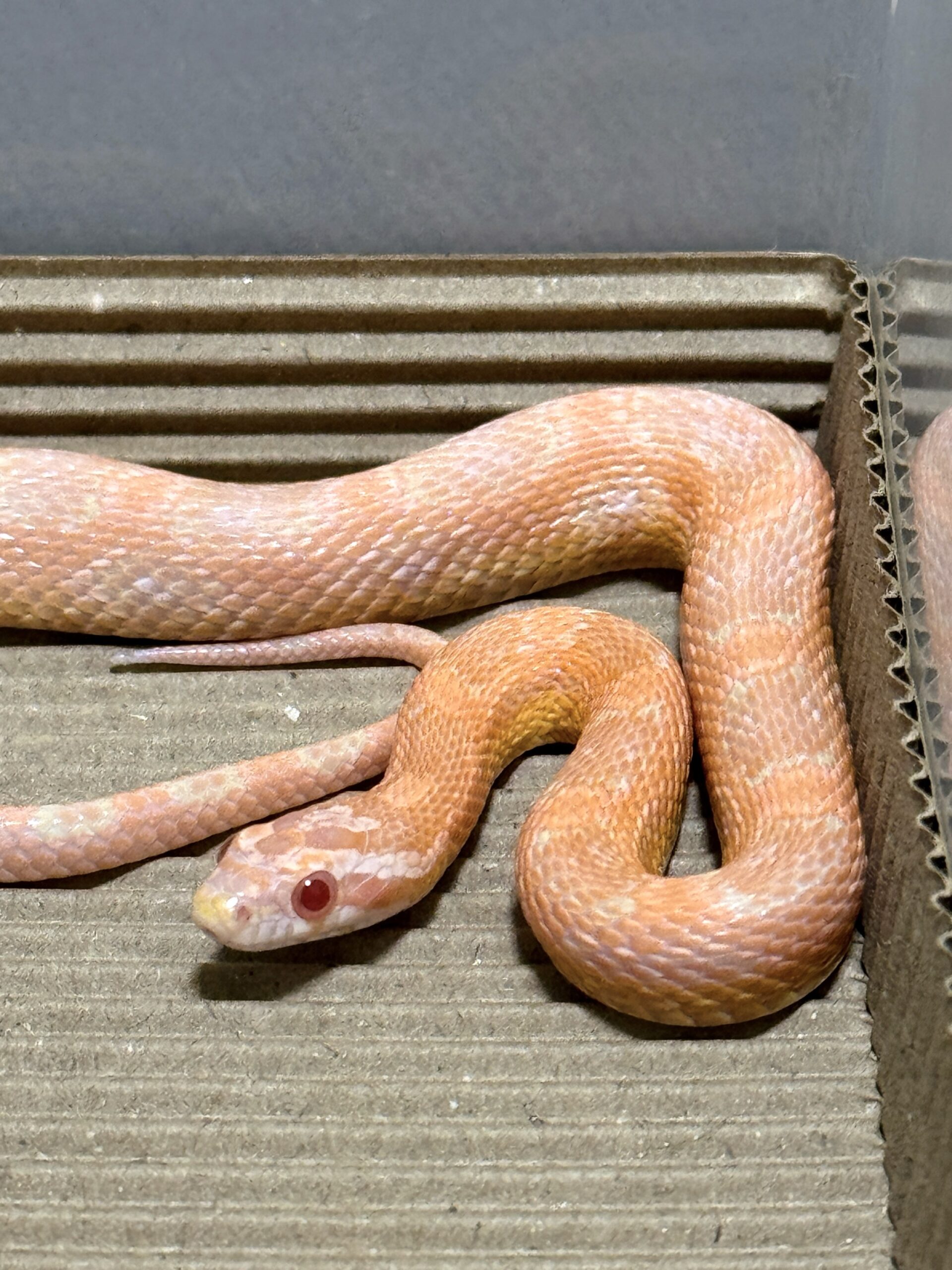 鮭魚雪白玉米蛇 - 公