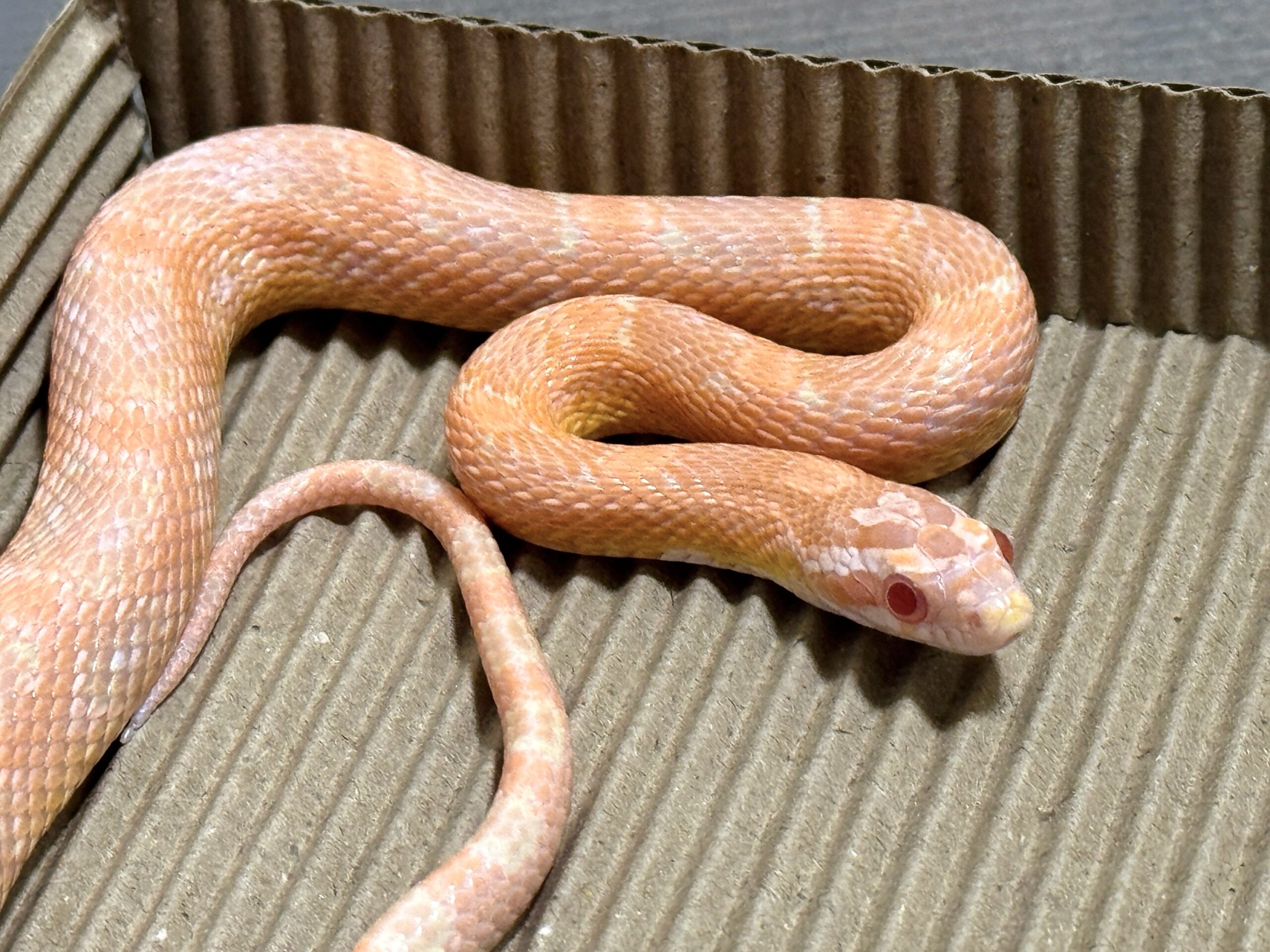 鮭魚雪白玉米蛇 - 公:圖片 4