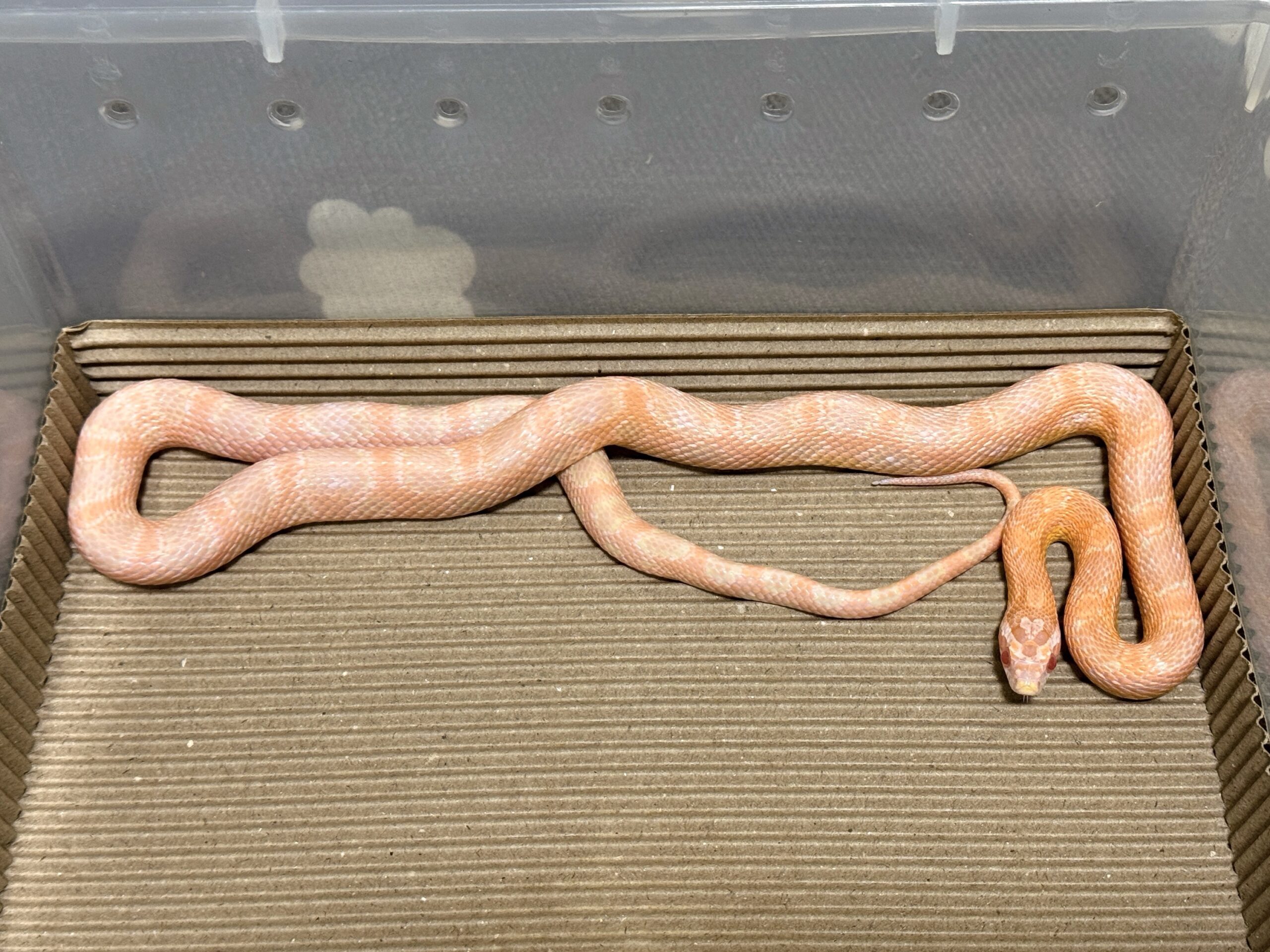 鮭魚雪白玉米蛇 - 公:圖片 5